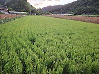 알찬미 쌀
