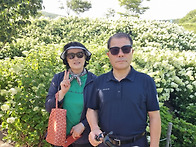 부산 가덕도 목수국(202..