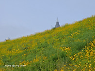 지리산 노고단 희귀야생화..