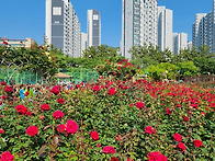 화명동 장미공원(250525..