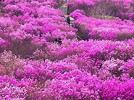 비슬산