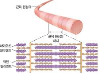 필라멘트 콜라겐 ..