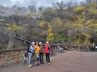 응봉산 개나리&벚꽃