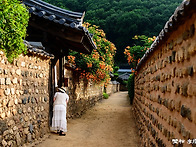 남평문씨 세거지 능소화