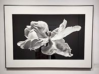 김인태님 사진전 '선율' ..