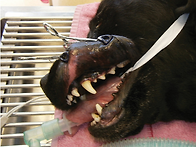 Dog lip Retract 입고
