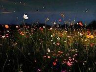 신비로운 삶을 살기