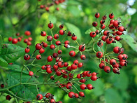 Multiflora rose Fr..