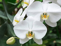 Phalaenopsis / Mot..