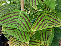 Christia obcordata