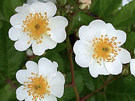 찔레