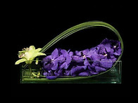 Orchid strength