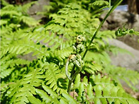 고사리 Bracken, Fern..