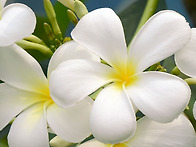 frangipani