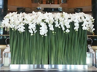 Orchid luxury