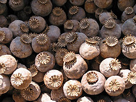 Poppy seed