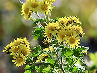 산국 山菊