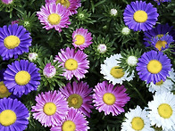 Aster mix