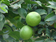 Persian lime