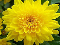 chrysanthemum 菊花