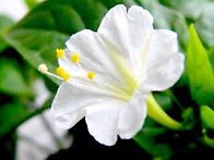 four o'clock flowe..