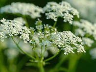 Anise