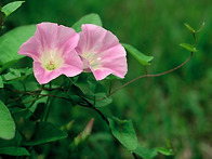 Day glory