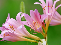 相思花 Magic Lily 夏水..