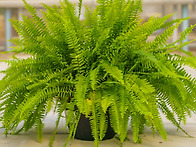 Boston Fern