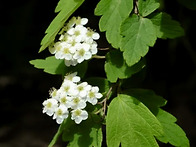 아구장나무 Pubescent ..