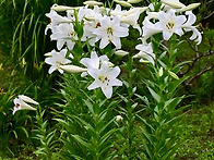 나팔나리 Lilium long..