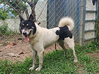 초창기 이스트라이카