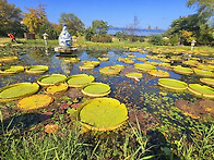 세미원 (수련)