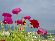 제75차 테마 함안..