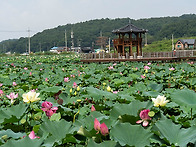 교동 연밭 소경