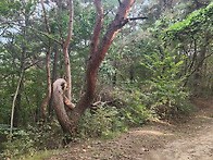 망곡산 연인공원 ..