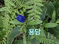 봉평 메밀향기와 ..