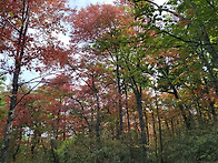9/6/25 Signal Knob