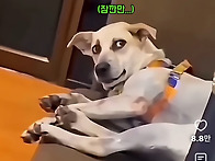 개째려봄