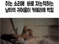 집사가 만질까봐 ..