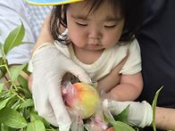 🍑복숭아수확했어요🍑