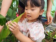 정든 옥수수 &#127805;
