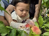 맛있는 복숭아 🍑..