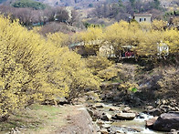 전남 구례 산수유 마을 &..