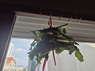 저모...아내의 씨래기 말..