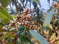 비파나무(枇杷木) 부위별 ..