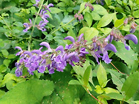 단삼(丹蔘) 효능(效能)