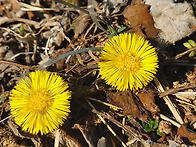 관동화(款冬花) 효능