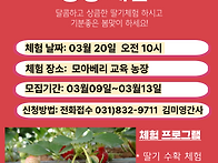 딸기농장 체험 참여자 모집