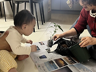 엉금반 세현이의 고추모종..